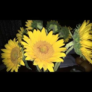 Meet your Posher, Soleil